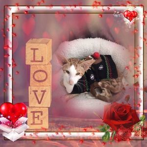 Meet your Posher, Drew